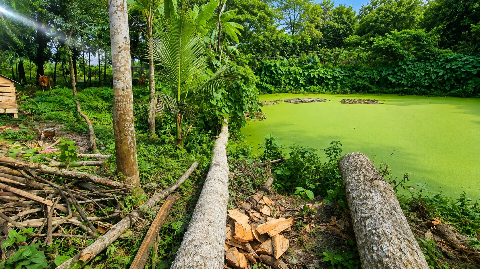 শালিখার পিয়ারপুরে গাছ কাটা নিয়ে মারামারি, উভয় পক্ষের পাল্টাপাল্টি অভিযোগ